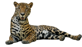 Bebu is one of the Alexandria Zoological Park's new jaguars.